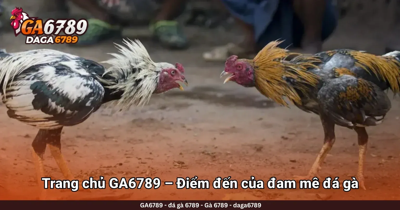Ga6789 – Trang Xem Đá Gà Trực Tiếp Hàng Đầu Hiện Nay