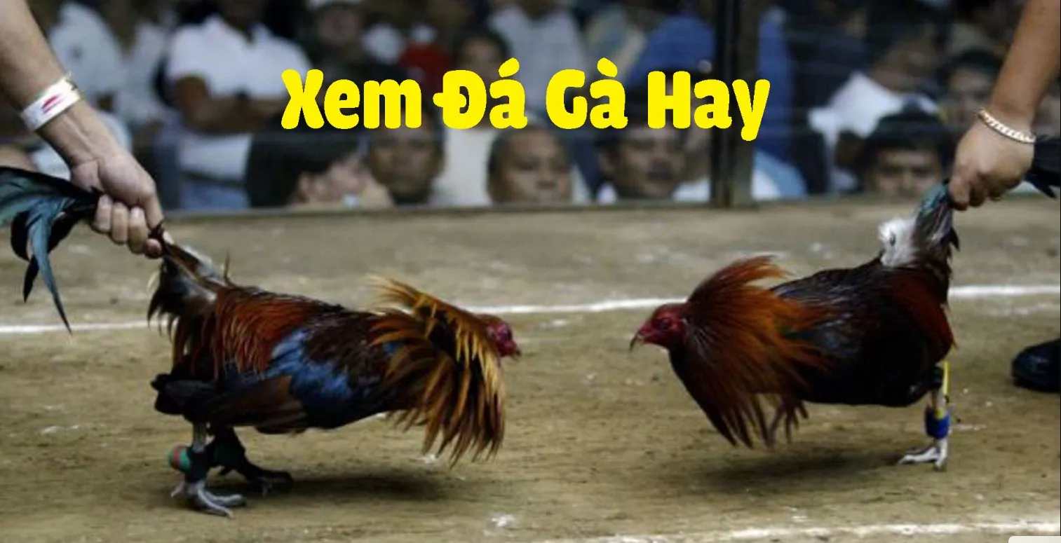 ThomoLive – Trang Xem Đá Gà Từ Trường Gà Campuchia